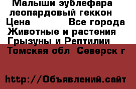 Малыши эублефара ( леопардовый геккон) › Цена ­ 1 500 - Все города Животные и растения » Грызуны и Рептилии   . Томская обл.,Северск г.